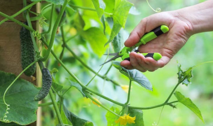 Формування рослин прямо змінює потребу тепличних культур у воді