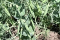 Завершується цвітіння зимуючого гороху в  Tekom Agro Group: розраховують на непоганий урожай