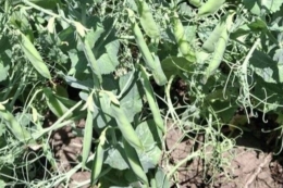 Завершується цвітіння зимуючого гороху в  Tekom Agro Group: розраховують на непоганий урожай