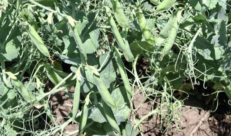 Завершується цвітіння зимуючого гороху в  Tekom Agro Group: розраховують на непоганий урожай