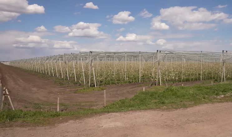 У найбільшому грушевому саду України очікують врожай до 30 т/га