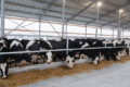 За недостатнього освітлення корови втрачають продуктивність