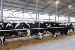 За недостатнього освітлення корови втрачають продуктивність