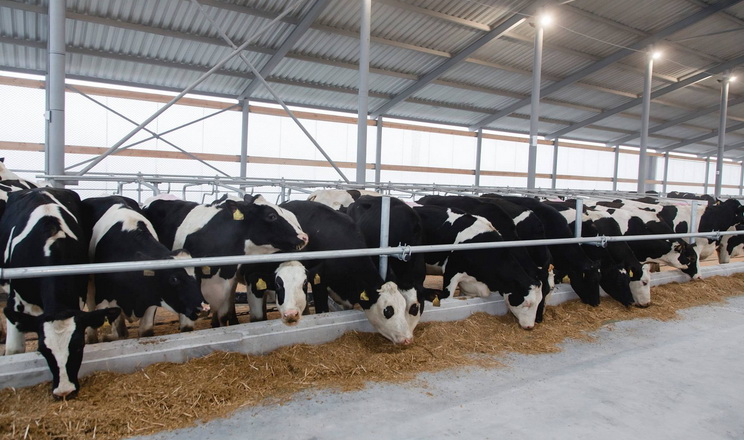 За недостатнього освітлення корови втрачають продуктивність
