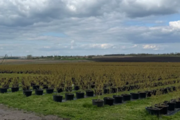 На Миколаївщині вирощують лохину в горщиках за 55 кілометрів від лінії фронту