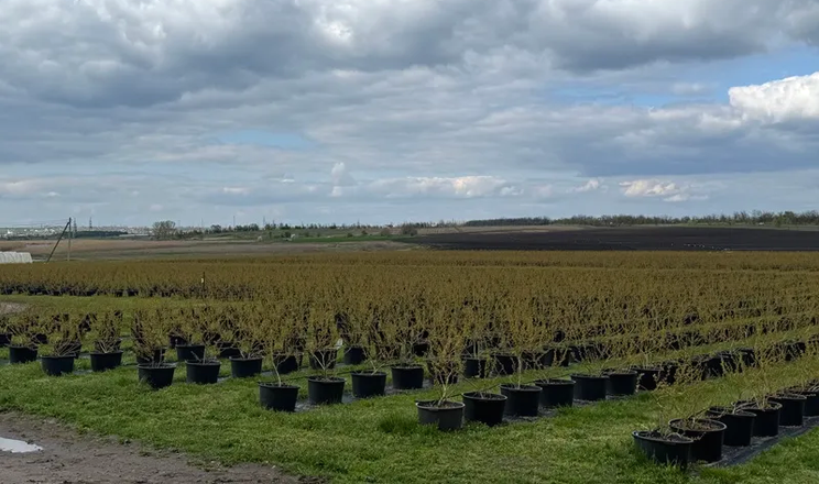 На Миколаївщині вирощують лохину в горщиках за 55 кілометрів від лінії фронту