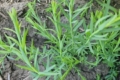 Як доглядають за посівами золотистого льону в Tekom Agro Group