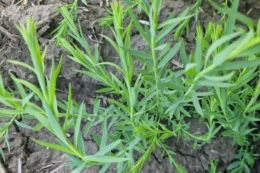 Як доглядають за посівами золотистого льону в Tekom Agro Group