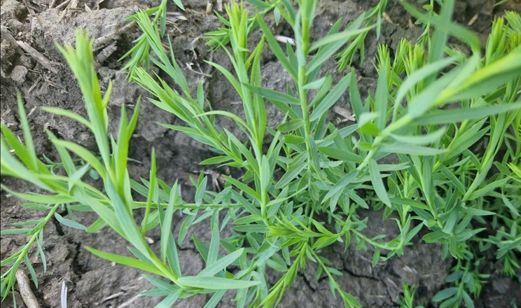 Як доглядають за посівами золотистого льону в Tekom Agro Group