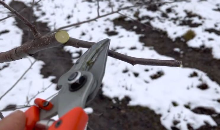 Метод обрізування «на клик» дозволяє отримувати до 100 т/га яблук