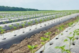 Фермери переходять на «овочевий конвеєр» через нестабільність ринку