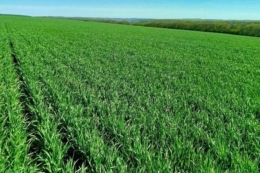 Посіви озимої м’якої пшениці в Tekom Agro Group перебувають у доброму та задовільному стані