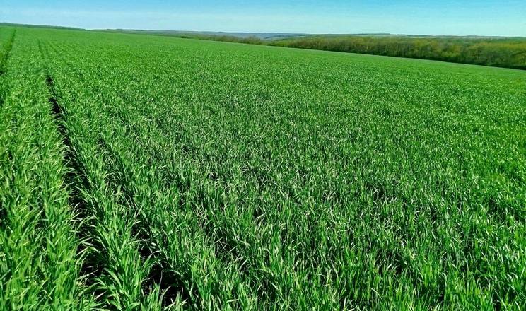 Посіви озимої м’якої пшениці в Tekom Agro Group перебувають у доброму та задовільному стані