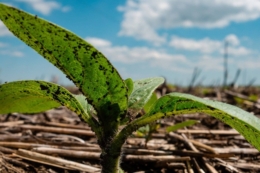 Як контролюють найпроблемніші бур’яни у посівах соняшнику в Tekom Agro Group