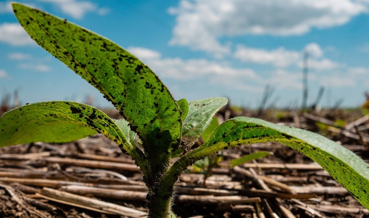 Як контролюють найпроблемніші бур’яни у посівах соняшнику в Tekom Agro Group