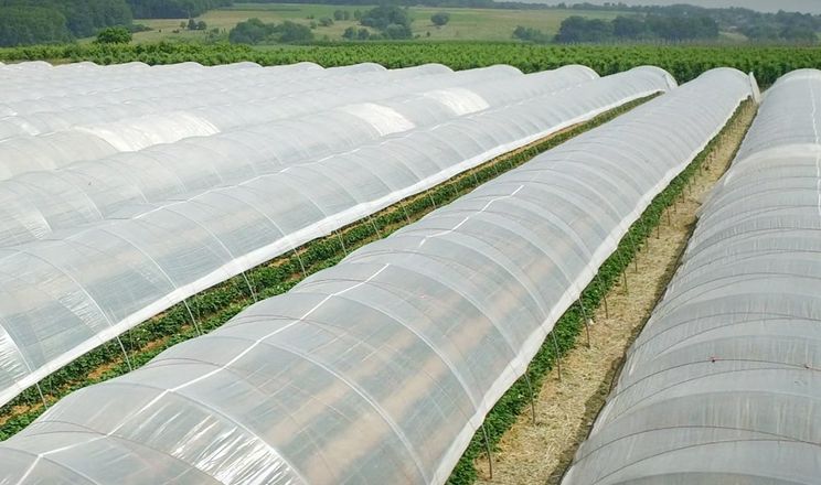 Світлорозсіювальні плівки витісняють прозорі тепличні накриття
