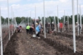Vitagro досадила ще 10 га яблуневого саду