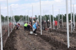 Vitagro досадила ще 10 га яблуневого саду