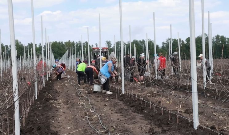 Vitagro досадила ще 10 га яблуневого саду