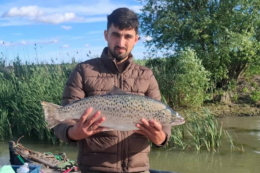 У Дунаї виявили рідкісного чорноморського лосося