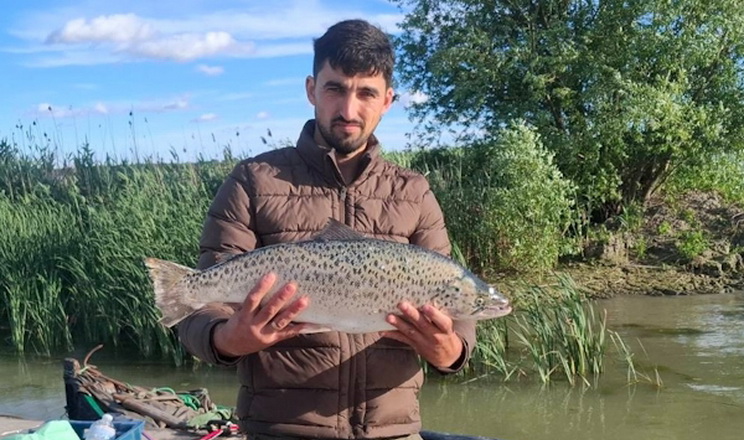 У Дунаї виявили рідкісного чорноморського лосося