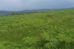 На Львівщині розпочали боротьбу з борщівником Сосновського