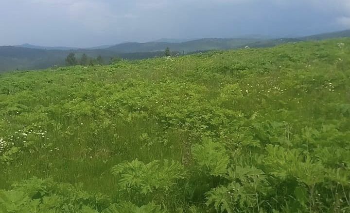 На Львівщині розпочали боротьбу з борщівником Сосновського