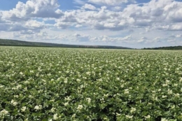 Картоплярі Півдня завершили збирання врожаю з-під агроволокна