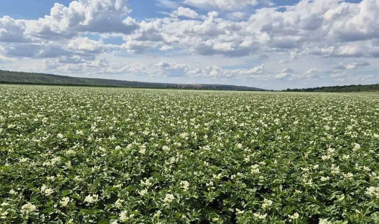 Картоплярі Півдня завершили збирання врожаю з-під агроволокна