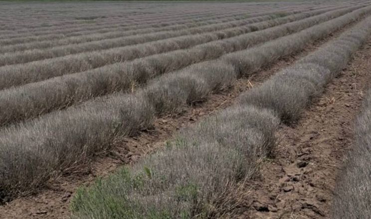 На півдні Одещини загинуло найбільше лавандове поле України