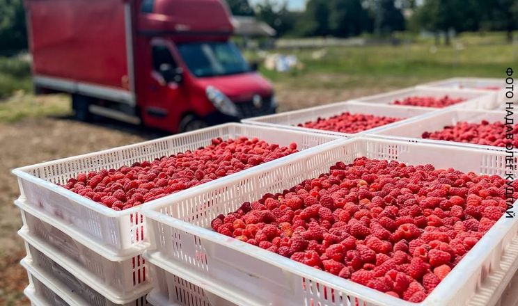 Харківський фермер розширює ягідний бізнес до 30 га
