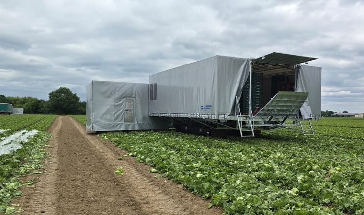 Усе більше овочівників пакують продукцію просто на полі