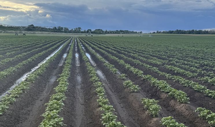 Картоплярі стали співвласниками «Чорнявської зрошувальної системи»&nbsp;