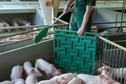 Понад 4,5 тис. держсертифікатів видали фахівцям на підтвердження знань і навичок щодо благополуччя тварин