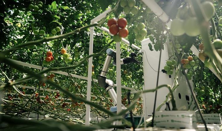 Компанії Rijk Zwaan та Eternal.ag досліджують сорти томатів для роботів