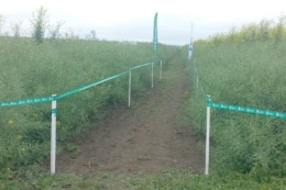 Дощі та прохолодні ночі подовжують дозрівання озимих на Півдні