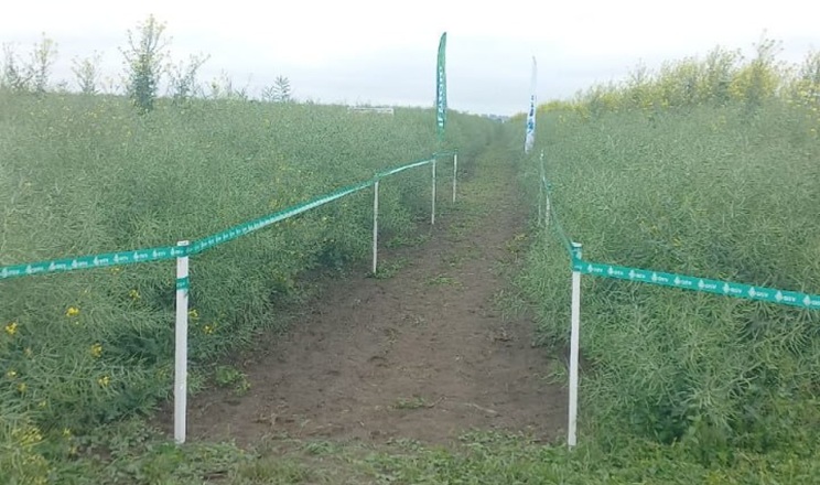 Дощі та прохолодні ночі подовжують дозрівання озимих на Півдні