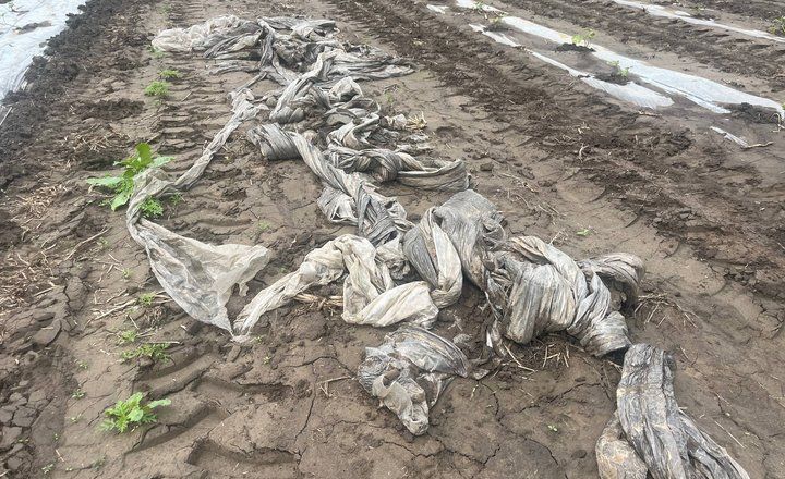 На Черкащині злива змила у фермера частину розсади кавунів&nbsp;
