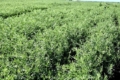 Сочевиця в Tekom Agro Group завершила цвітіння, посіви в доброму стані