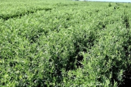 Сочевиця в Tekom Agro Group завершила цвітіння, посіви в доброму стані