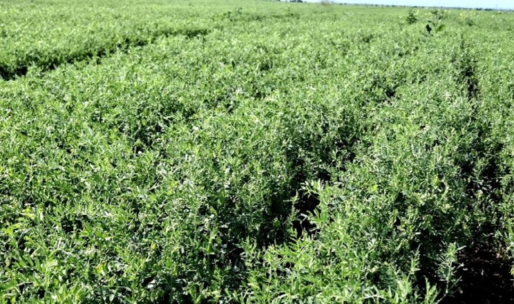Сочевиця в Tekom Agro Group завершила цвітіння, посіви в доброму стані