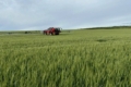 Фунгіцидний захист озимої пшениці завершили в Tekom Agro Group