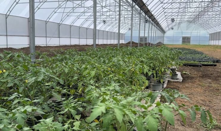 На Чернігівщині планують розширити площу тепличного комплексу