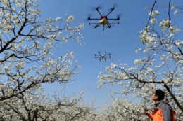 Безпілотне запилення не усуває головної проблеми садів