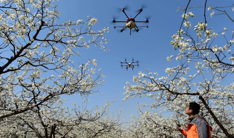 Безпілотне запилення не усуває головної проблеми садів