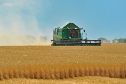 Урожайність ранніх культур на старті жнив у  Tekom Agro Group перевищує очікувану
