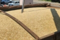 Елеватори Tekom Agro Group розпочали сезон приймання зерна врожаю-2026
