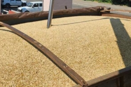 Елеватори Tekom Agro Group розпочали сезон приймання зерна врожаю-2026