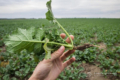 У Ristone Agro підбирають глибину сівби ріпаку залежно від запасів вологи