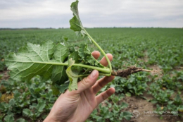 У Ristone Agro підбирають глибину сівби ріпаку залежно від запасів вологи